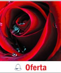 Krystyna’s Flowers