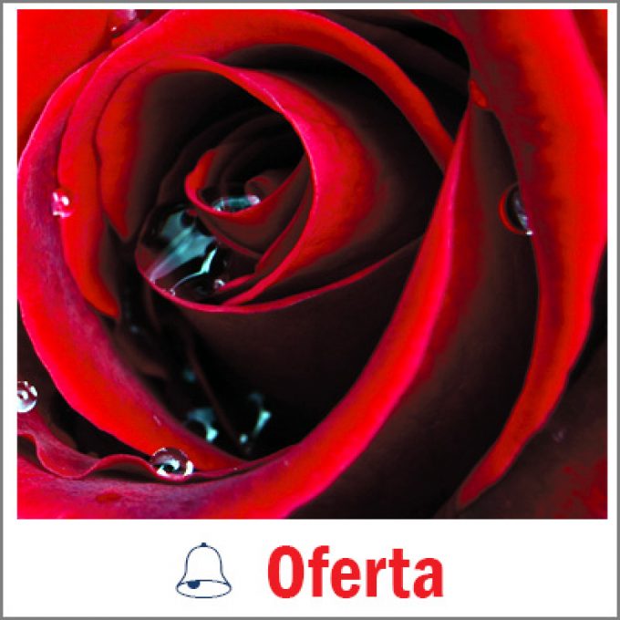 Krystyna’s Flowers